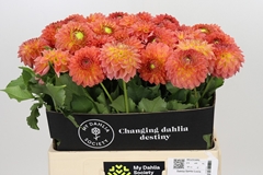 Dahlia Santa Lucia 60cm