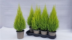 Cupressus Goldcrest Wilma 14Ø 50cm