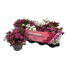 Gaultheria Mucronata 14Ø 25cm