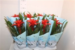 Guzmania Amoretto 14Ø 50cm