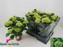 Hydrangea Hi White Sun 14Ø 40cm 7bl