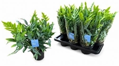 Phlebodium Blue Star 14Ø 40cm
