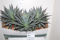 Agave Shaka Zulu 15Ø 30cm