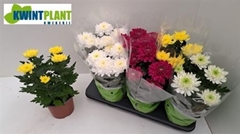 Chrysanth Zembla Mix 15Ø 33cm