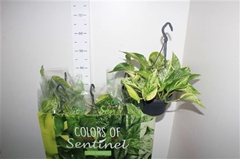 Epipremnum Hanging 15Ø 40cm