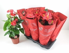 Anthurium Mauii Red 17Ø 60cm