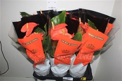 Anthurium Nebraska 17Ø 60cm
