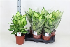 Dieffenbachia Camilla 17Ø 55cm