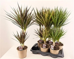 Dracaena Mix 17Ø 80cm