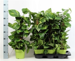 Epipremnum Moss Stick 17Ø 70cm