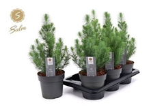 Pinus Silver Crest 17Ø 47cm