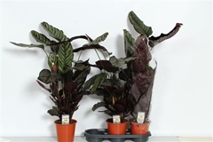 Calathea Sanderiana 19Ø 67cm