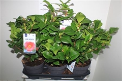 Camellia Japonica Dr King 19Ø 50cm