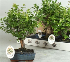 Bonsai Mix 20Ø 25cm