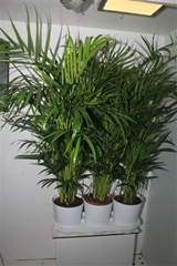Dypsis Lutescens 20Ø 120cm