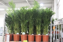 Dypsis Lutescens 21Ø 90cm
