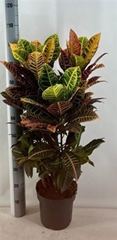 Codiaeum Big Leaf Petra 24Ø 100cm