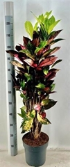 Codiaeum Small Leaf Mrs Iceton 24Ø 130cm
