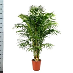 Dypsis Lutescens 24Ø 140cm