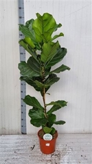 Ficus Lyrata 24Ø 155cm