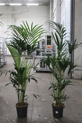 Howea Forsteriana 24Ø 160cm