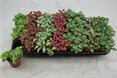 Fittonia Mix 7 Colours 8Ø 12cm