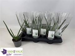 Aloe Vera 10Ø 34cm