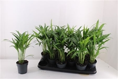 Dypsis Lutescens 10Ø 40cm