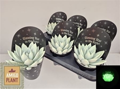 Echeveria Miranda 10Ø 12cm