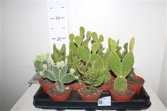 Cactus Flowering Mix 10Ø 12cm