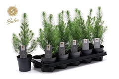 Pinus Silver Crest 10Ø 38cm