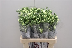 Dianthus Spray Single Solomio Bern 60cm