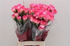 Dianthus Single Spritz 70cm
