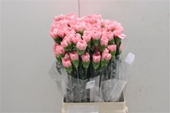 Dianthus Single Kaori 75cm
