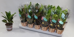 Codiaeum Small Leaf Mix 9Ø 20cm