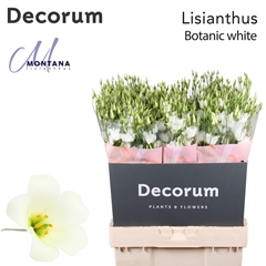 Eustoma Single Botanic White 70cm