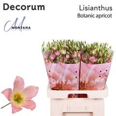 Eustoma Single Botanic Apricot 70cm