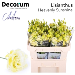Eustoma Double Painted Heavenly Sunshine 70cm