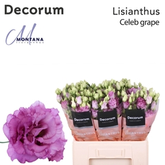 Eustoma Double Celeb Grape 60cm