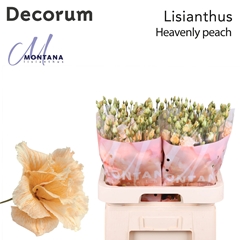 Eustoma Double Painted Heavenly Peach 70cm