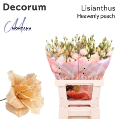 Eustoma Double Painted Heavenly Peach 70cm