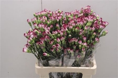 Dianthus Spray Mini Bacarat 60cm