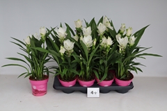 Curcuma Siam Sisto 14Ø 55cm
