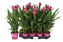 Curcuma Siam Splash 14Ø 65cm