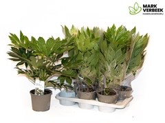 Fatsia Variegata 17Ø 55cm