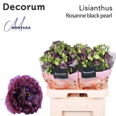 Eustoma Double Rosanne Black Pearl 60cm