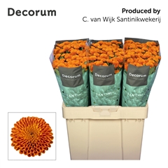 Chrysanth Santini Pluto 55cm 48gr.