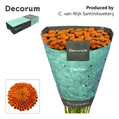 Chrysanth Santini Pluto 55cm 48gr.