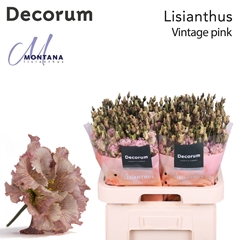 Eustoma Double Painted Vintage Pink 70cm