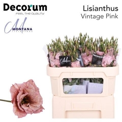Eustoma Double Painted Vintage Pink 70cm